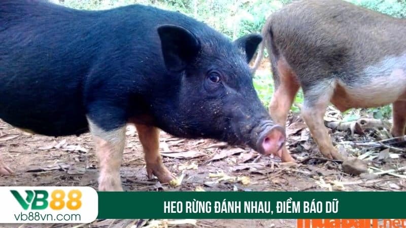 Heo rừng đánh nhau, điềm báo dữ