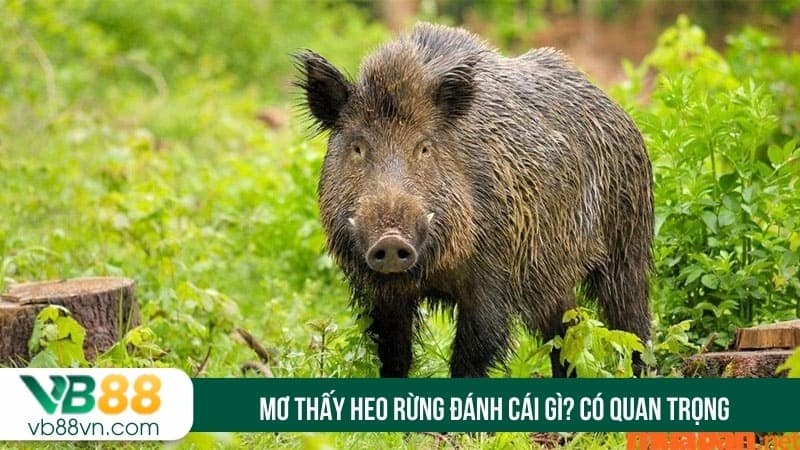 Mơ thấy heo rừng đánh cái gì? Có quan trọng