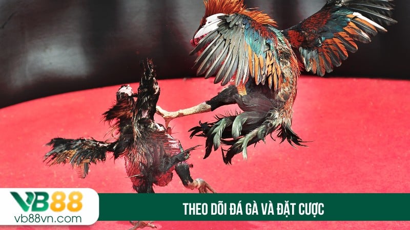 Theo dõi đá gà và đặt cược