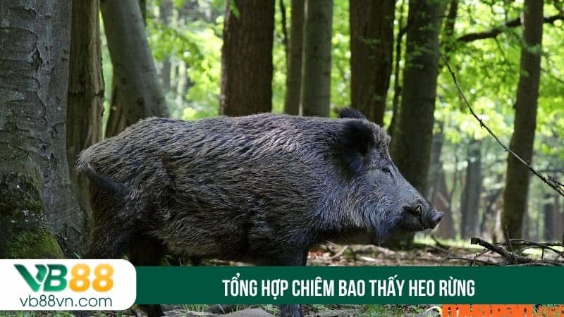 Tổng hợp chiêm bao thấy heo rừng